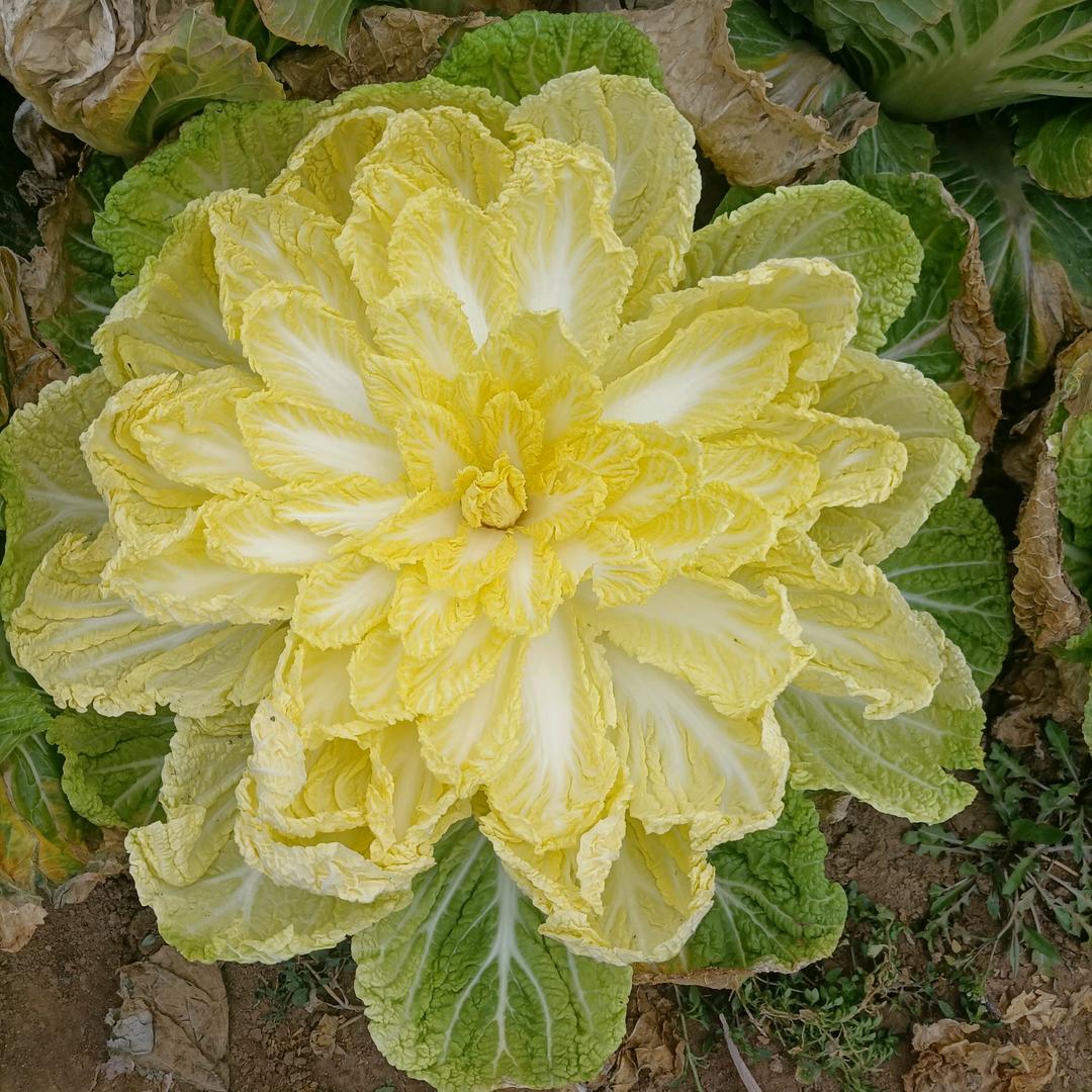 新野县宇霖农产品有限公司