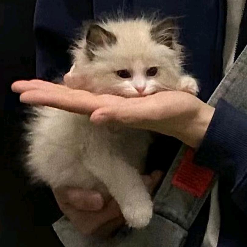 青阳