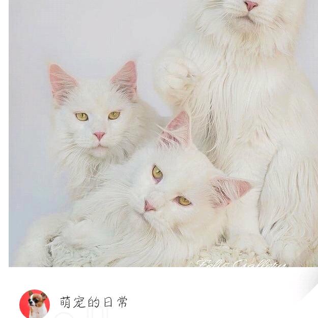 甜蜜蜜花🌸