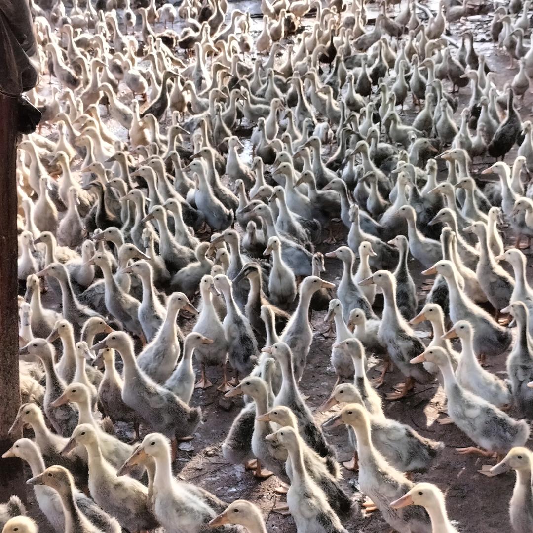 阿财专业养鸭户