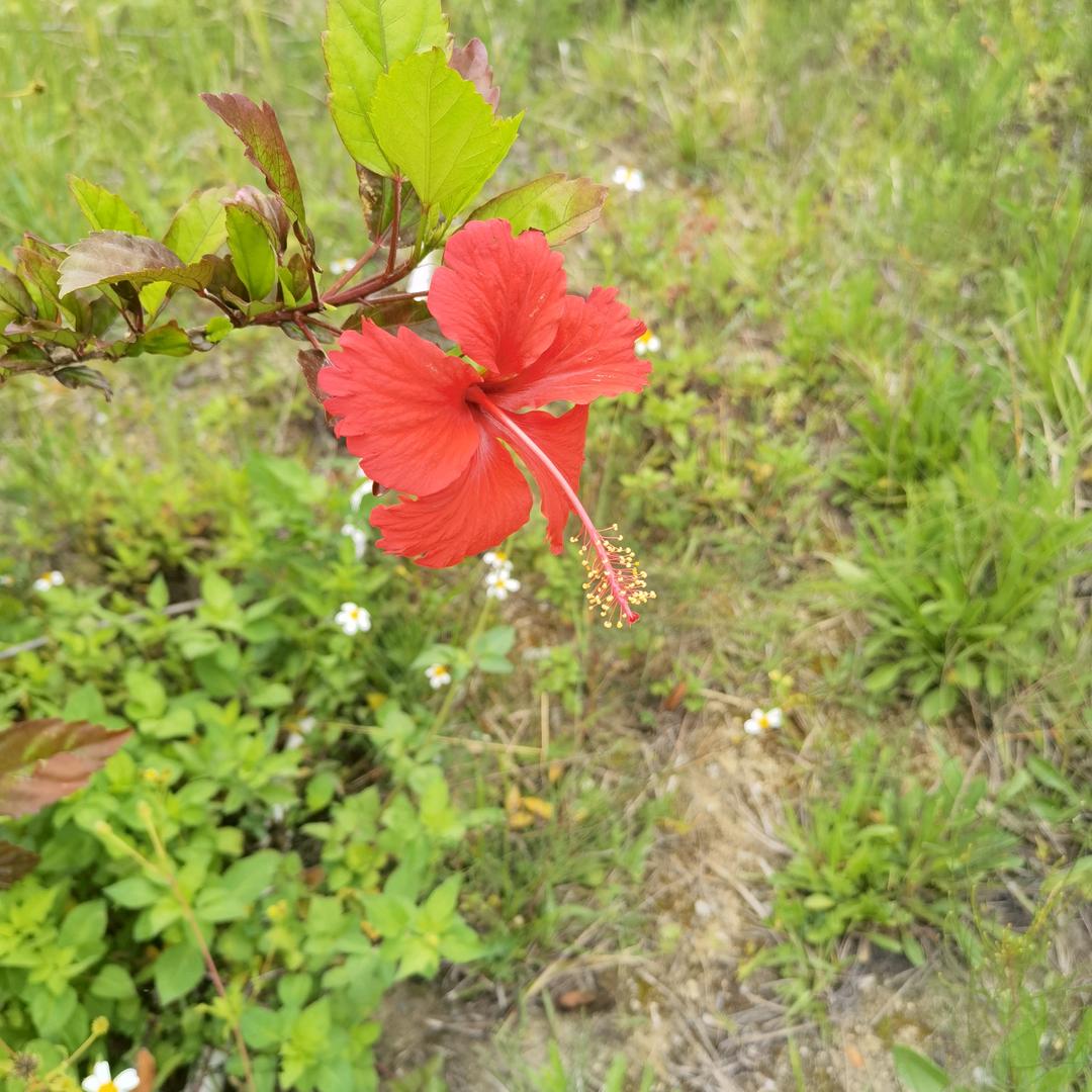 阳光氧吧