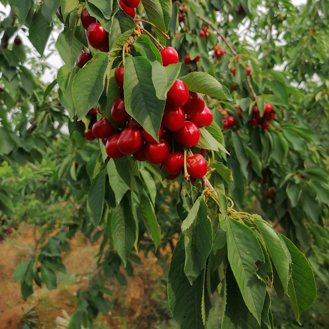 阳光总在风雨后🌸
