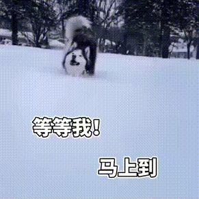 李子哥