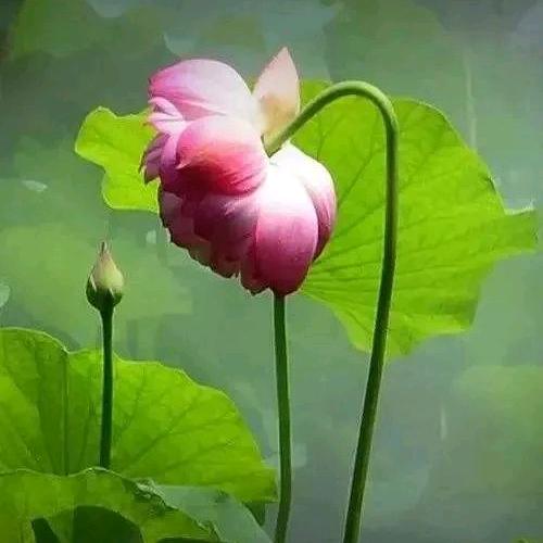 兰亭专业修脚官方号