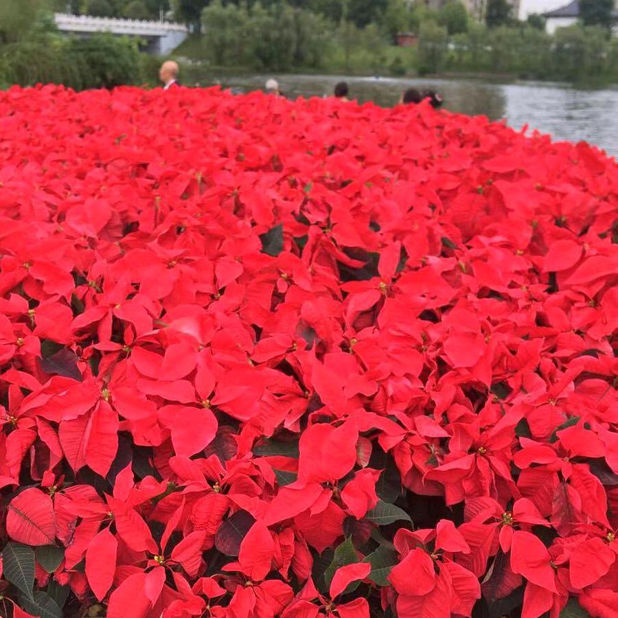 向快乐出发🌹🌷（拒绝私聊）