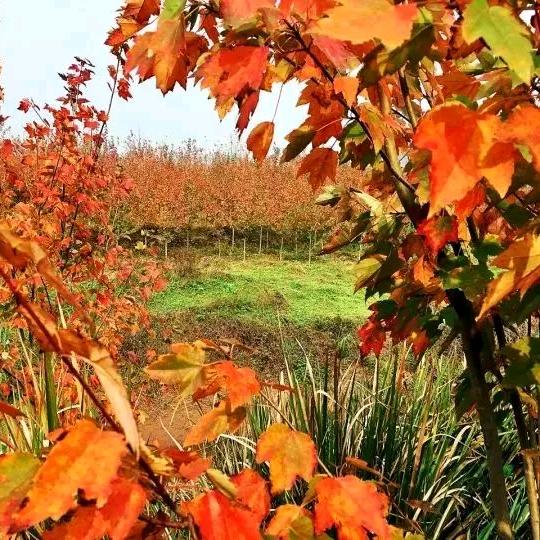 枫叶🍁🍁🍁