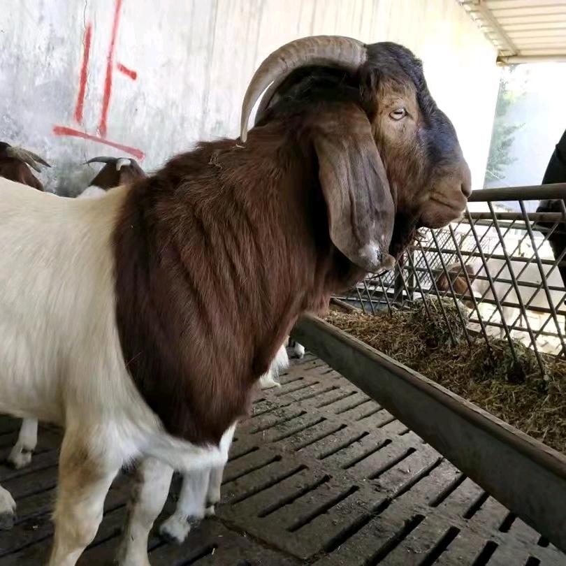 山羊养殖厂