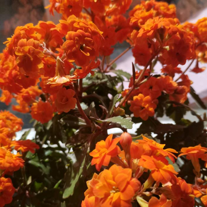 春暖花开爱养花