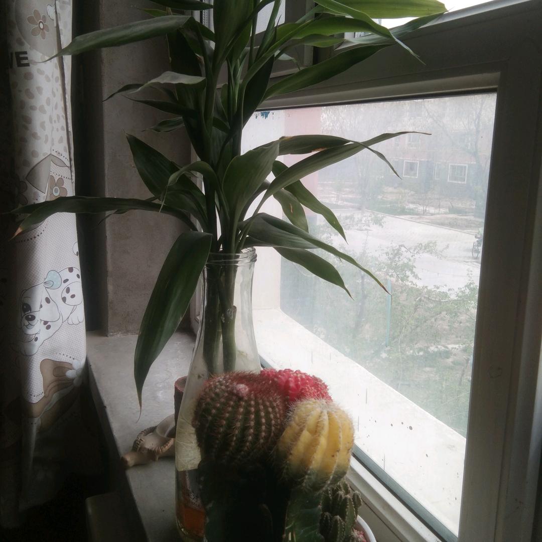 春天的朝霞☁