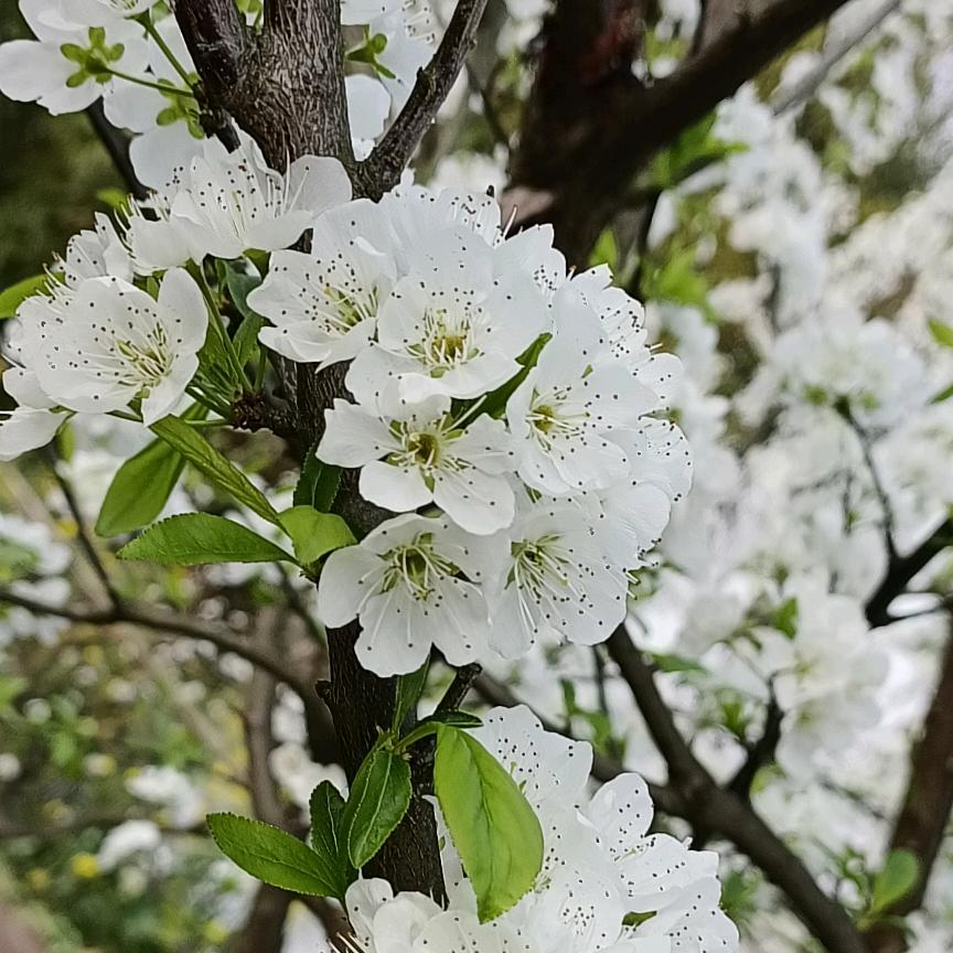 思源