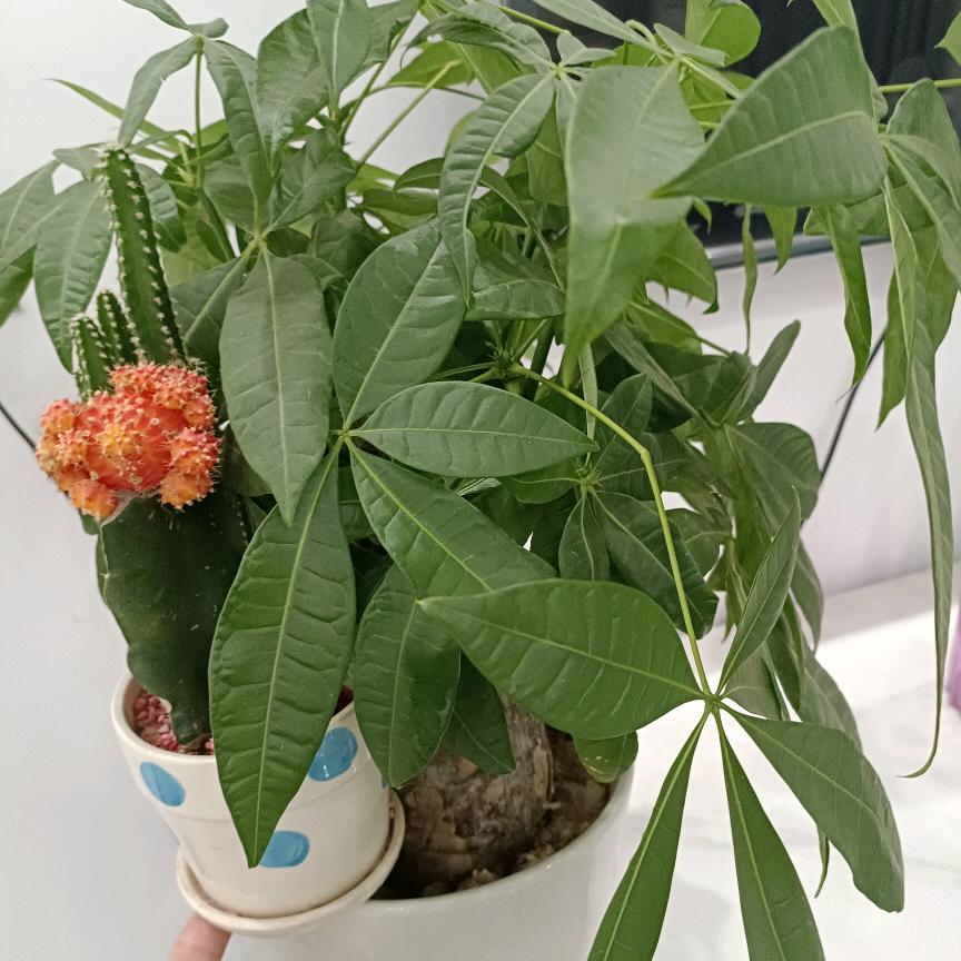 傲雪腊梅
