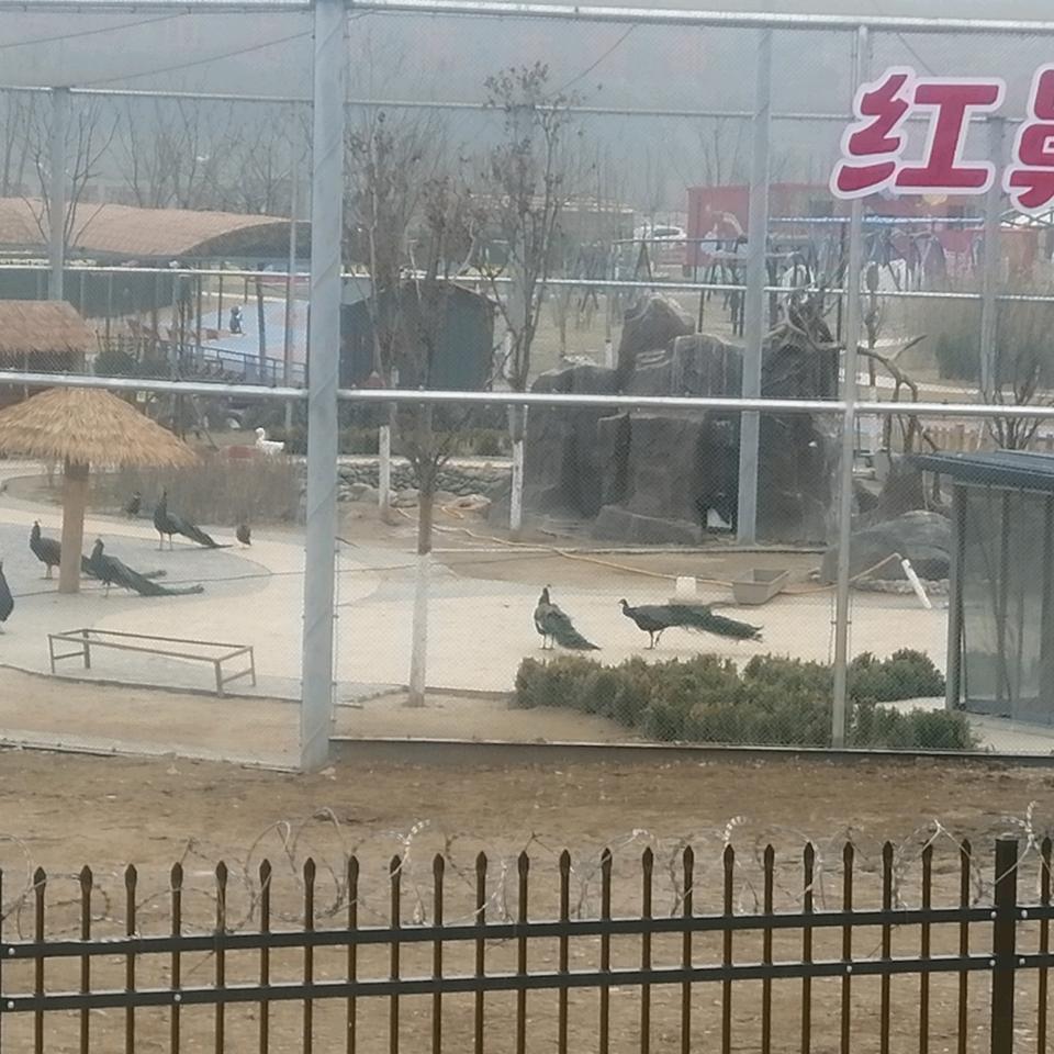 鸿运当头