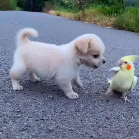 飞扬
