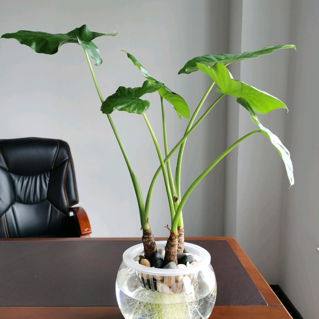 滴水观音造型盆景