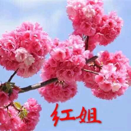 🤗红姐🤗