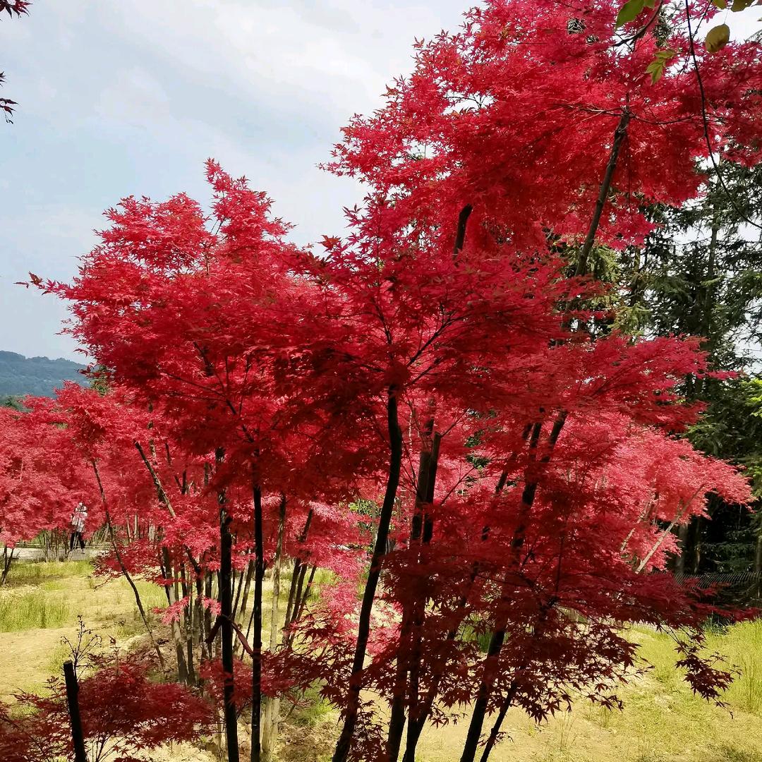 霞妹