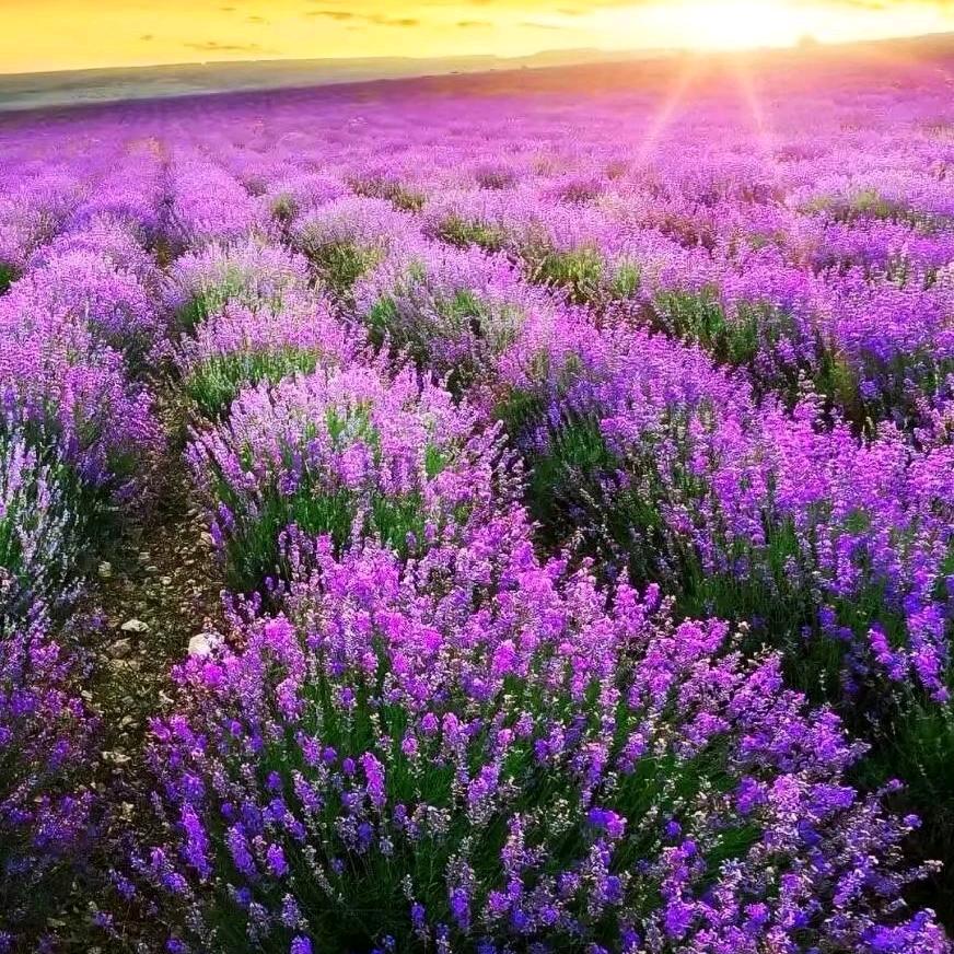 春暖花开