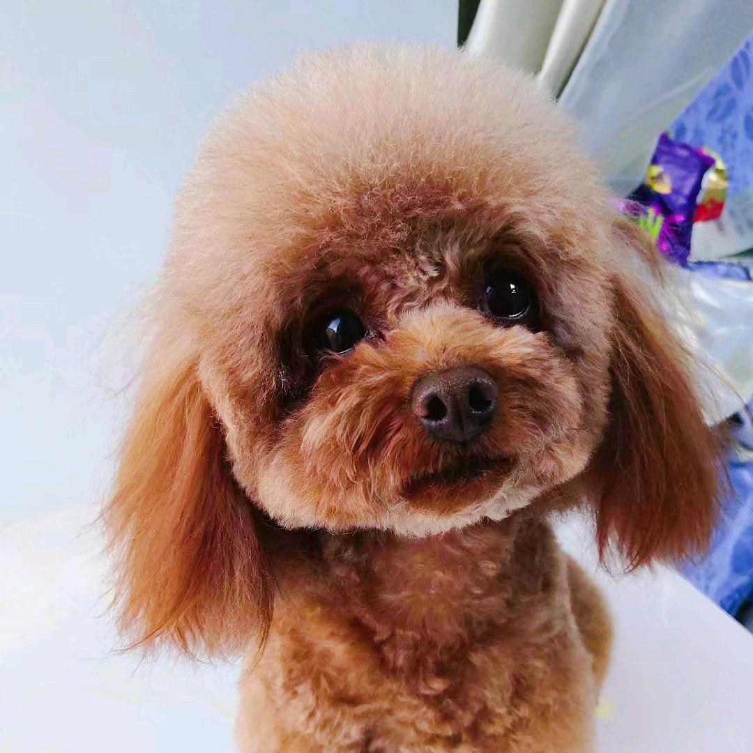 最终还是选择了落幕