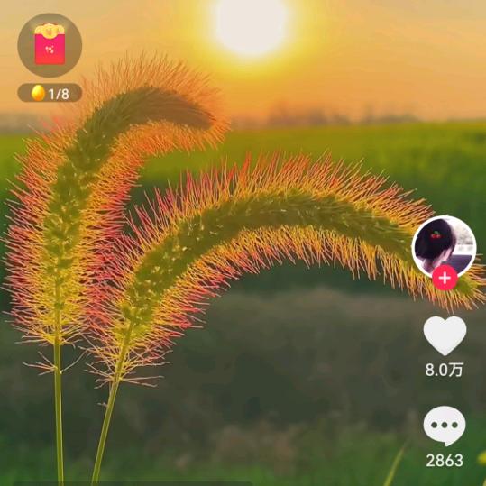 繁花🌺