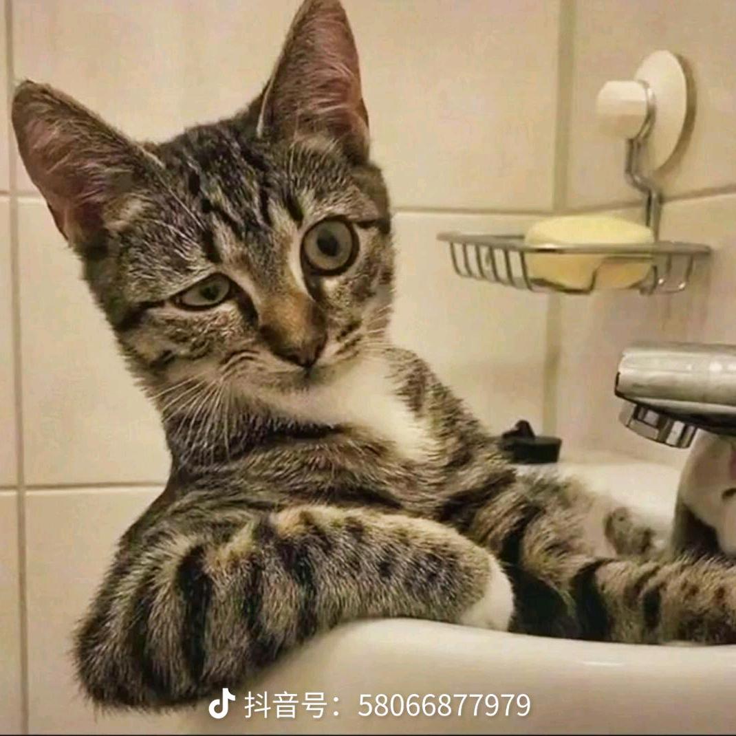 瘦猫