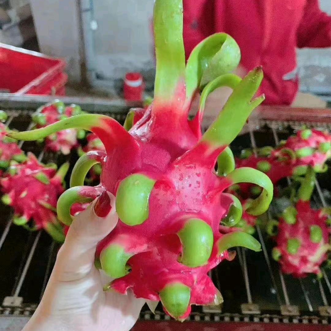 嘉兴批发市场东南亚水果