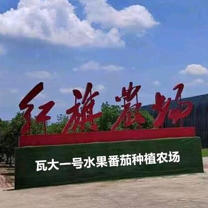 瓦大1号水果番茄基地农场