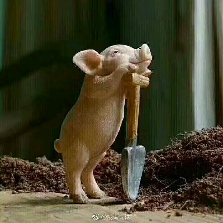 云南生猪调运小王子