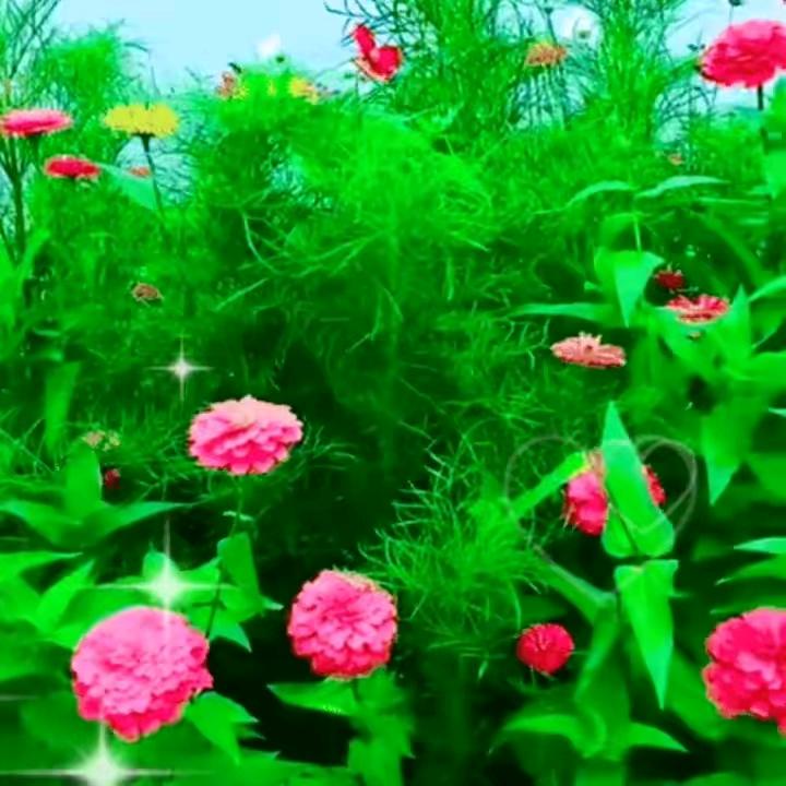 农村啊伟