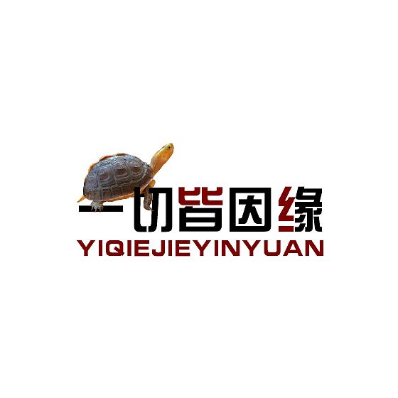 小徐的爬宠【万耀龟舍】