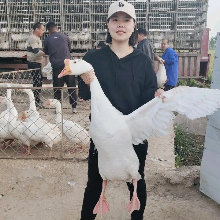 大美女鹅业孵化厂