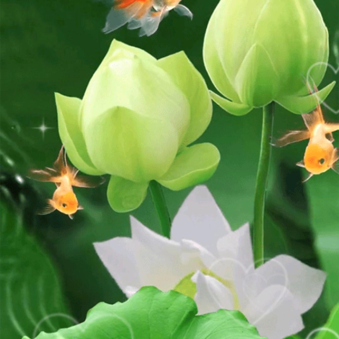 红花飞舞56