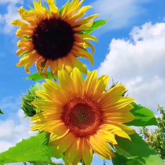 ✨果儿（正能量）