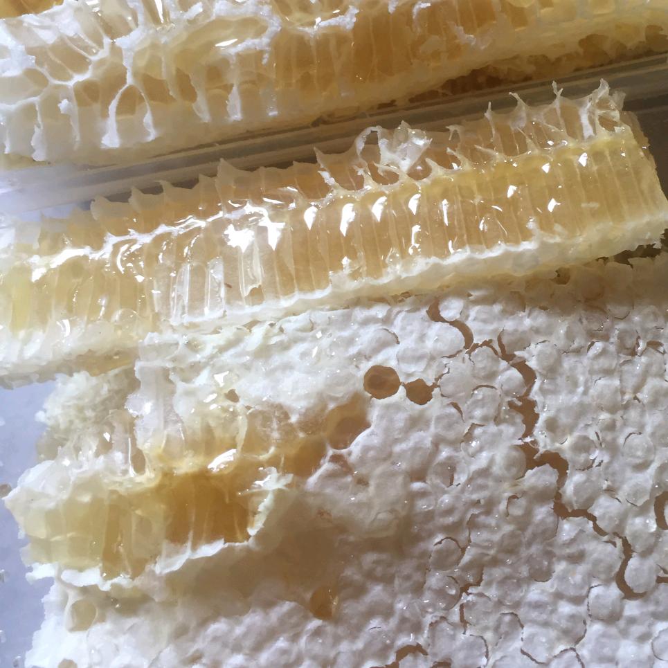 枫林晚（蜂语语）