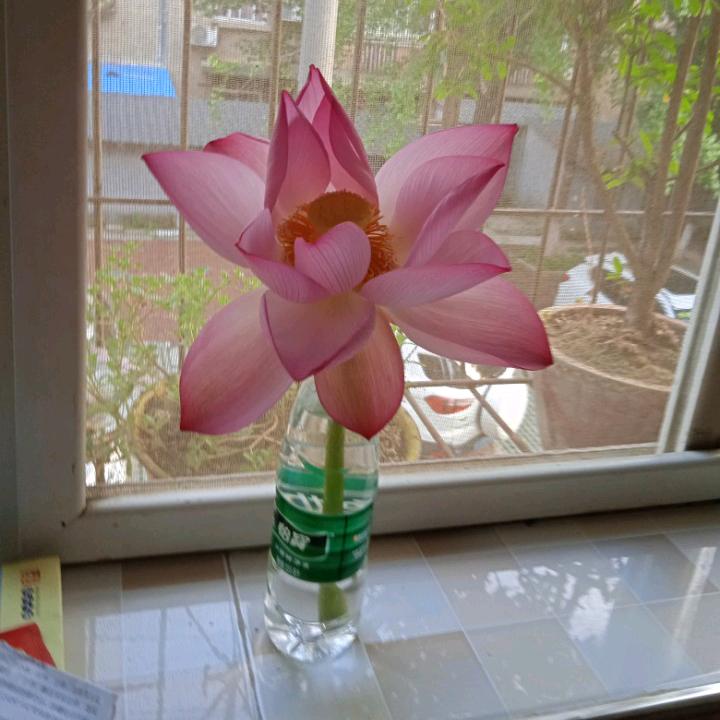 夕阳红