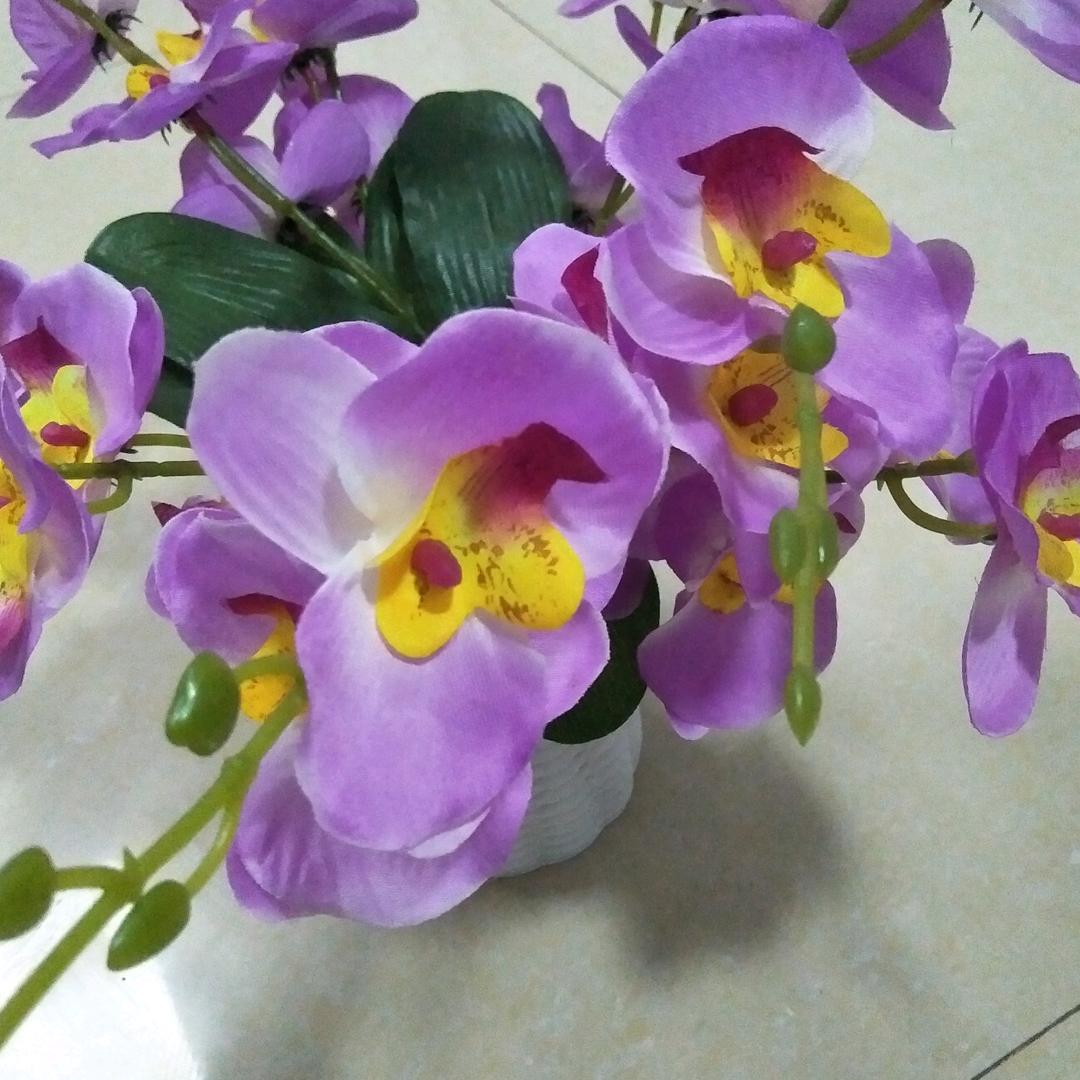 苦荆茶