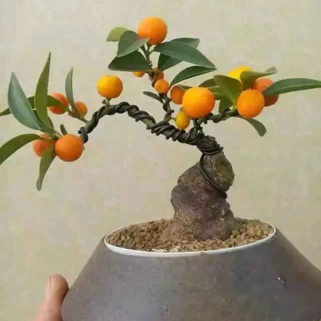 厦门福景园艺三角梅盆景