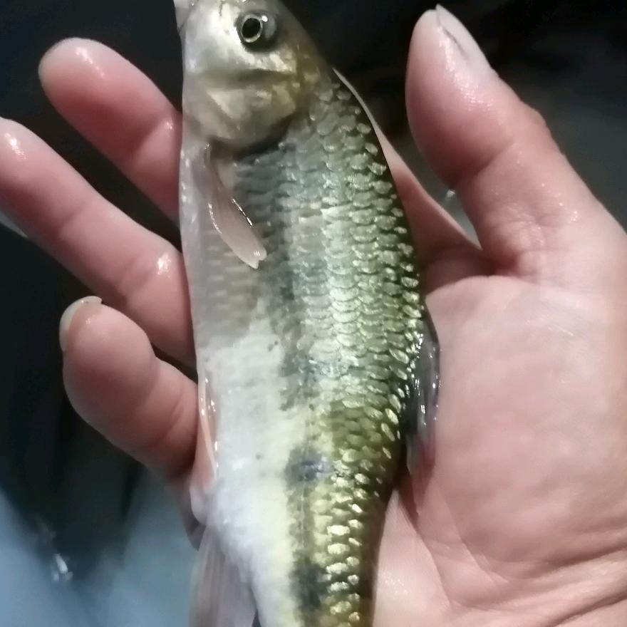 杰杰