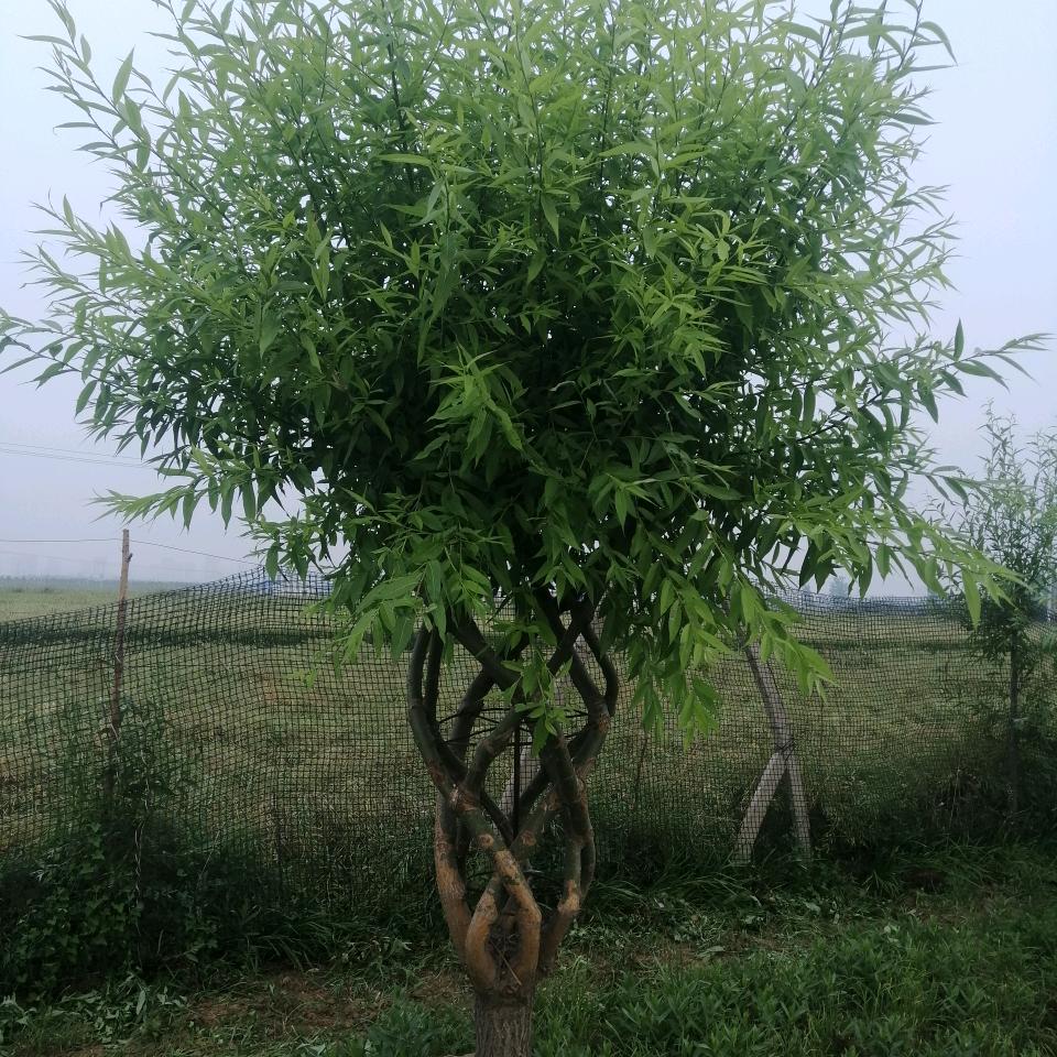 邢东新区凡森园林