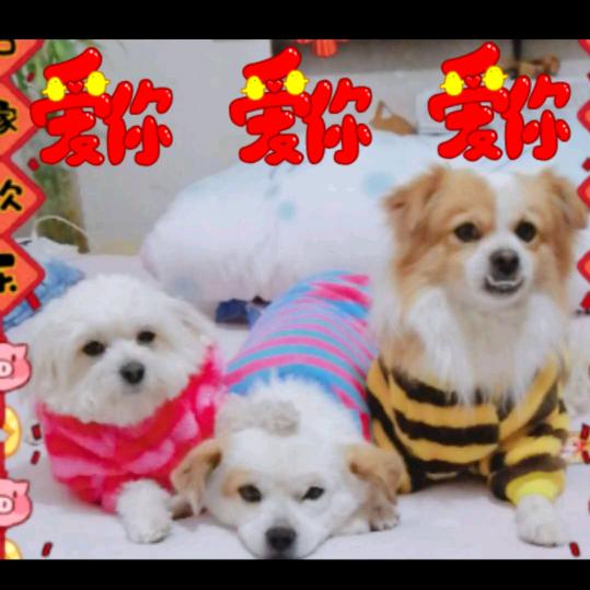 🐈红猫咪🐕