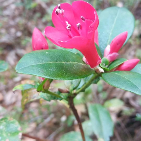 左增菊