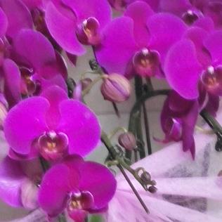 用户8489812108876依风旧恋