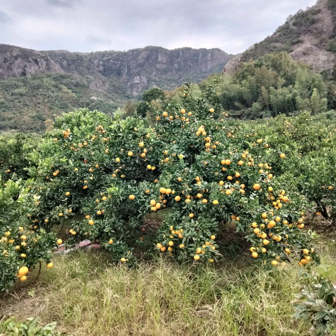 太雄爱唱歌