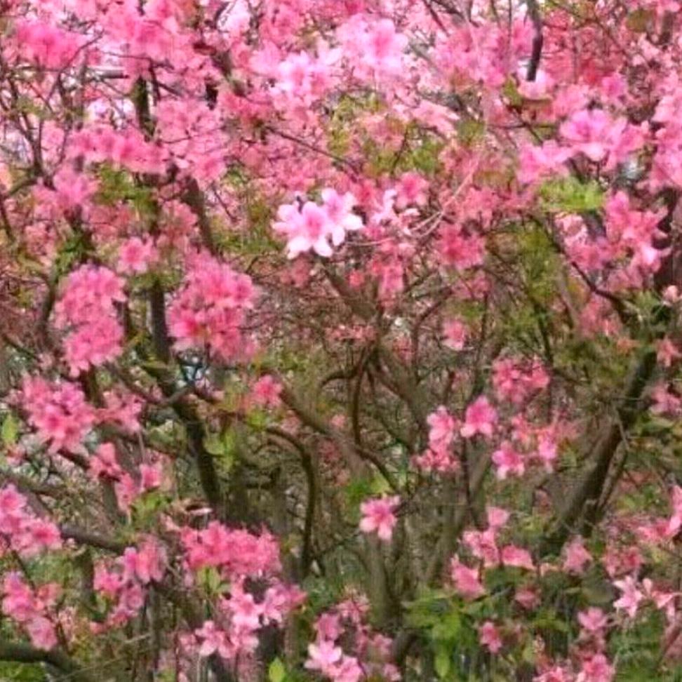 桃花🌸