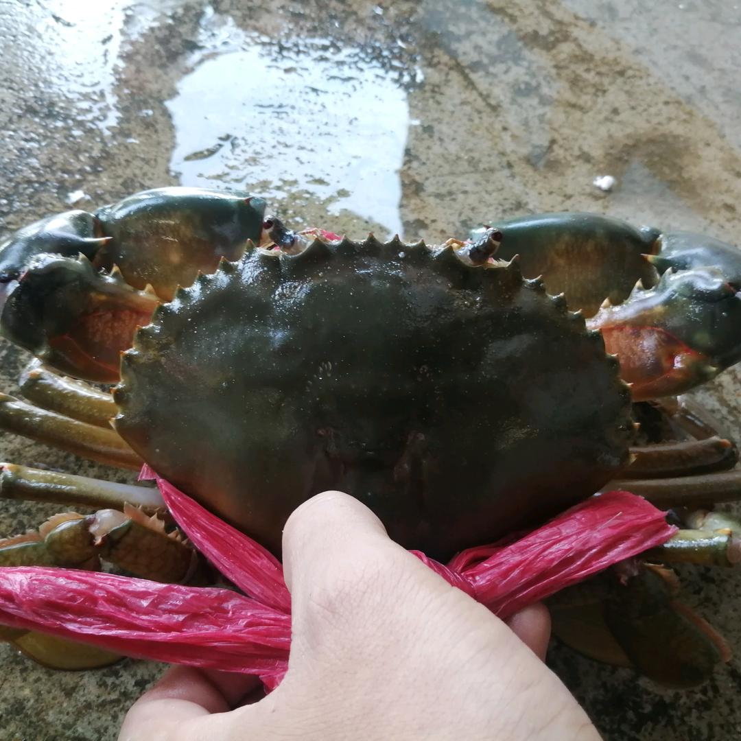 抓蟹人！膏蟹