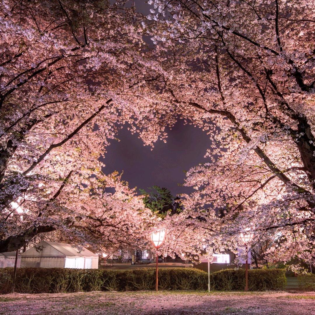 栀夏