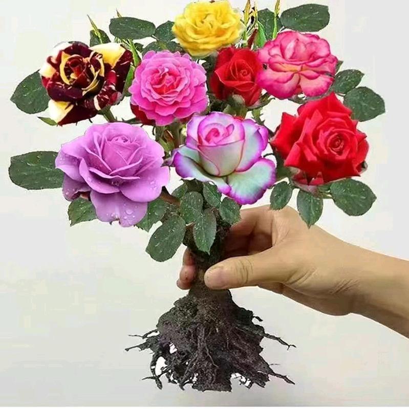 皇家鲜花  全国批发  零售