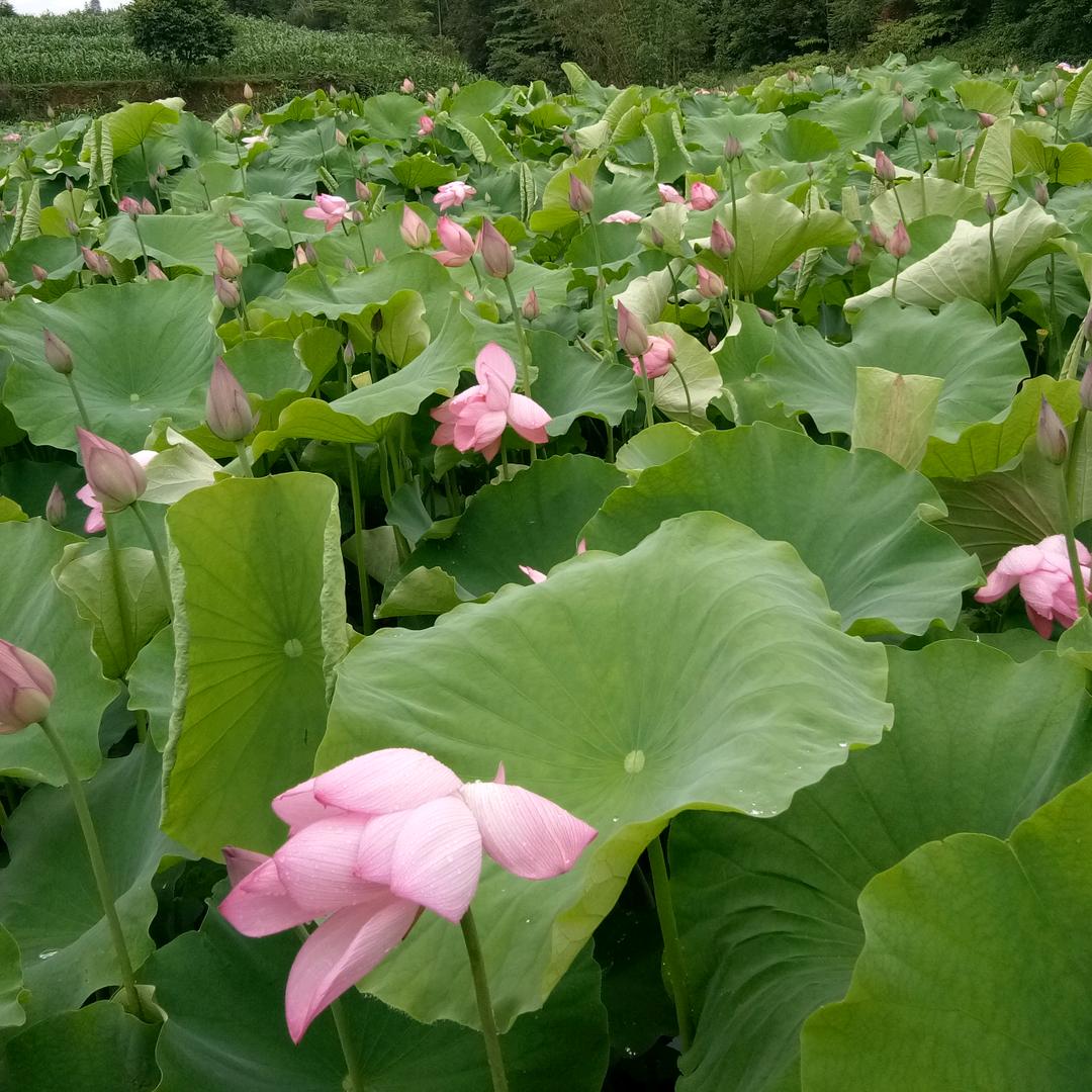 💕向日葵的微笑💕