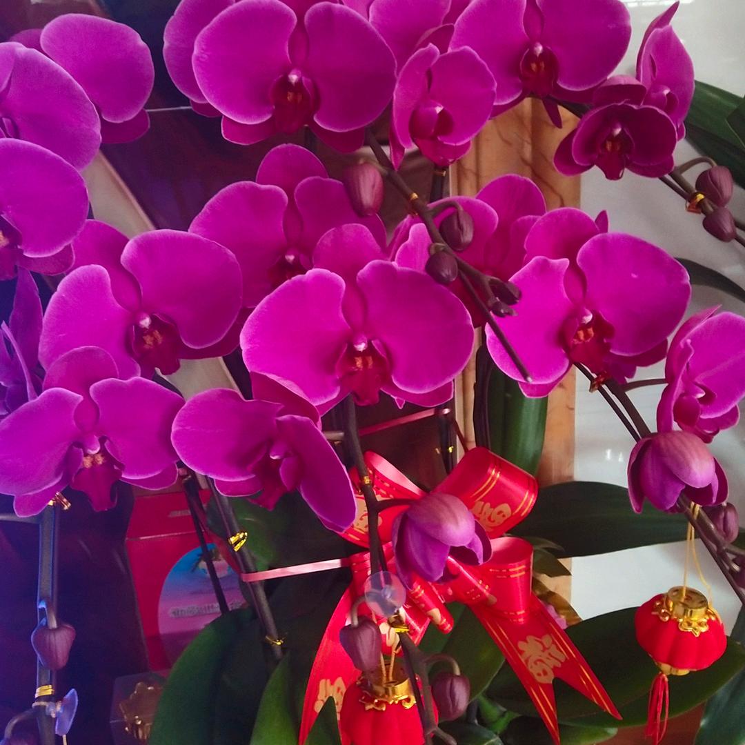 镜中花，水中月