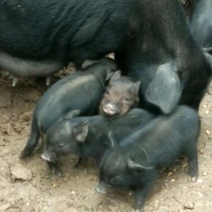 本溪县连山关镇胜鑫博山林农场