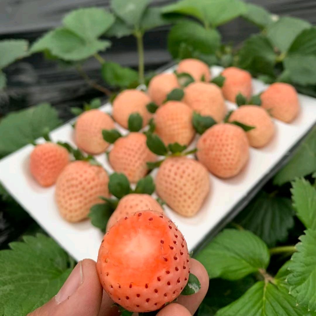 🍓